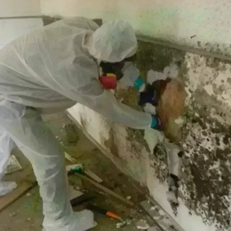 Mold Remediation and Removal in Crockett County, TX